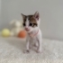 Minik tatlı yavrumuz fotoğraf