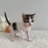 Minik tatlı yavrumuz fotoğraf