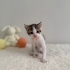 Minik tatlı yavrumuz fotoğraf