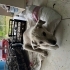 Kangal kırması yavru yuvasını arıyor fotoğraf