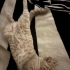 British Shorthair Dişi Kedime Yuva Arıyorum fotoğraf