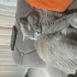 British Shorthair Erkek fotoğraf