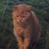 ÇOOK ACİLLL YUVA fotoğraf