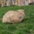 ÇOOK ACİLLL YUVA fotoğraf