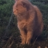 ÇOOK ACİLLL YUVA fotoğraf
