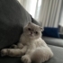 Sakin kedim şaşkın fotoğraf