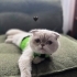 Sakin kedim şaşkın fotoğraf