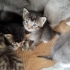 🐾 7 Minik Kalp Yuva Arıyor! 🐾 fotoğraf