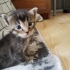 🐾 7 Minik Kalp Yuva Arıyor! 🐾 fotoğraf