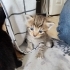 🐾 7 Minik Kalp Yuva Arıyor! 🐾 fotoğraf