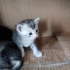 🐾 7 Minik Kalp Yuva Arıyor! 🐾 fotoğraf