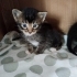 🐾 7 Minik Kalp Yuva Arıyor! 🐾 fotoğraf