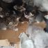 🐾 7 Minik Kalp Yuva Arıyor! 🐾 fotoğraf