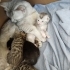 🐾 7 Minik Kalp Yuva Arıyor! 🐾 fotoğraf