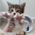 UYUMLU OYUNCU SEVECEN MUHTEŞEM BİR YAVRU🧿 fotoğraf