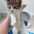 UYUMLU OYUNCU SEVECEN MUHTEŞEM BİR YAVRU🧿 fotoğraf