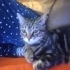 Oyuncu tabby cinsi tekir kedi fotoğraf