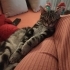 Oyuncu tabby cinsi tekir kedi fotoğraf