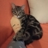 Oyuncu tabby cinsi tekir kedi fotoğraf