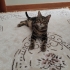 Oyuncu tabby cinsi tekir kedi fotoğraf