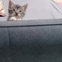 Yaramaz, hareketli fotoğraf