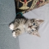 Yaramaz, hareketli fotoğraf