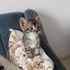 Yaramaz, hareketli fotoğraf