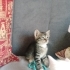 Yaramaz, hareketli fotoğraf