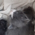 1 aylık bebişler, ACİLLLL fotoğraf