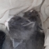 1 aylık bebişler, ACİLLLL fotoğraf