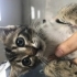 Veteriner kliniği önüne  terk edildi fotoğraf