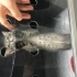 Veteriner kliniği önüne  terk edildi fotoğraf