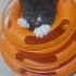 DÜNYANIN EN AKILLI KEDİSİ SMOKİN BRİTİSH MELEZI BEBEĞİMİZ İÇİN AİLE OLUR MUSUNUZ fotoğraf