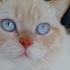 British Blue Point fotoğraf
