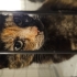 Kısır, Çipli Dişi Candy🍬 Klinikte Yuva Bekliyor fotoğraf