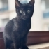 Çok tatlı kız kardeşlere yuva aranıyor fotoğraf