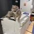 İlgi Meraklısı Tora, Ömürlük Yuvasını Arıyor fotoğraf