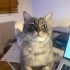 İlgi Meraklısı Tora, Ömürlük Yuvasını Arıyor fotoğraf