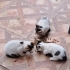 Yeni doğan bizim baktığımız şebeklere ev arıyoruz fotoğraf