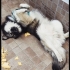 Border Collie kırması, oyuncu, sevecen genç oğlan ömürlük yuvasını arıyor fotoğraf