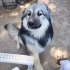 Border Collie kırması, oyuncu, sevecen genç oğlan ömürlük yuvasını arıyor fotoğraf