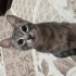 ücretsiz sahiplendiriyorum scootish kırma fotoğraf
