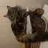 İki şeker erkek kardeş fotoğraf