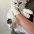 6 aylık dişi kısır barınaga terk edildi fotoğraf