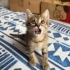1,5 aylık siyah ve tekir bebekler yuva arıyor fotoğraf