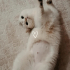 Acil!Sokağa atılan cins kedi fotoğraf