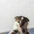 Evinize gelecek neşe fotoğraf