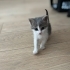 Minik Pabuç kızımız yuvasını arıyor fotoğraf