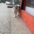 Minnak yuva arıyor fotoğraf