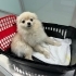 Sevgi Dolu Yuvaya Ücretsiz Pomeranian Dişi Köpek 🐾 fotoğraf
